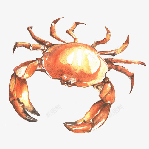 螃蟹手绘插画png免抠素材_新图网 https://ixintu.com 卡通 手绘 海鲜 素材 螃蟹