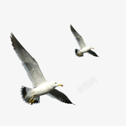写实动物飞翔的海鸥高清图片