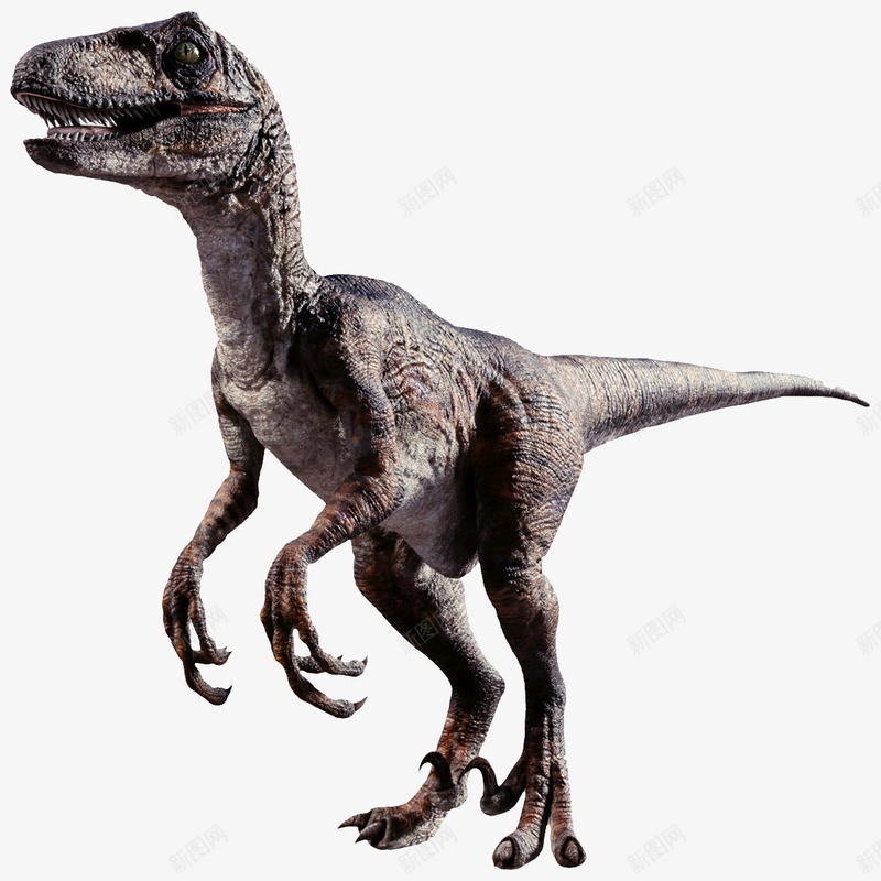 两腿恐龙png免抠素材_新图网 https://ixintu.com 3D恐龙 两只腿恐龙 两腿恐龙 尖嘴恐龙 张嘴恐龙 恐龙