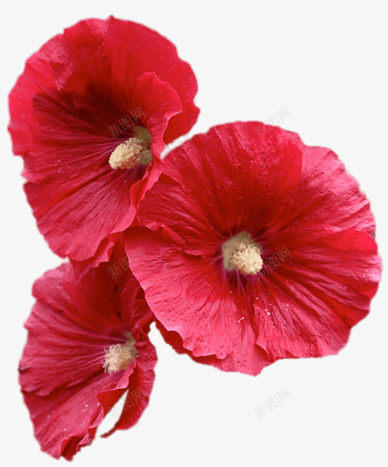 红色的花美丽植物png免抠素材_新图网 https://ixintu.com 植物 美丽 花 迷人