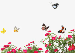 红花海报蝴蝶飞舞海报装饰效果高清图片