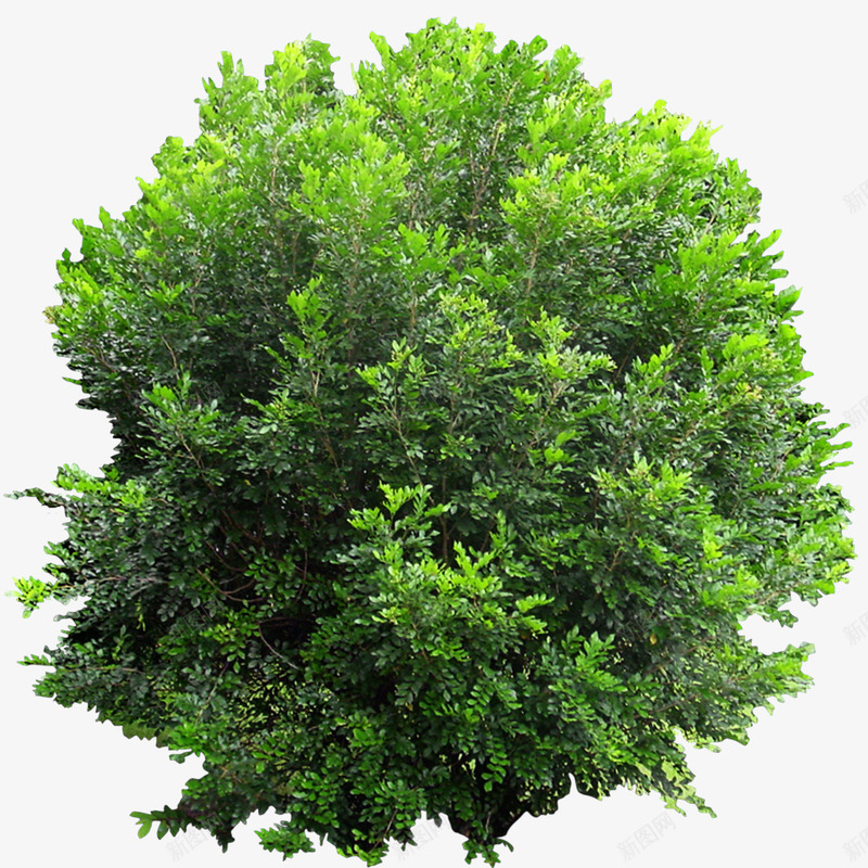 绿色植物png免抠素材_新图网 https://ixintu.com 树丛 树木 树灌 植物 植被 灌木丛 绿色