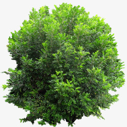 翠绿的灌木树木绿色植物高清图片