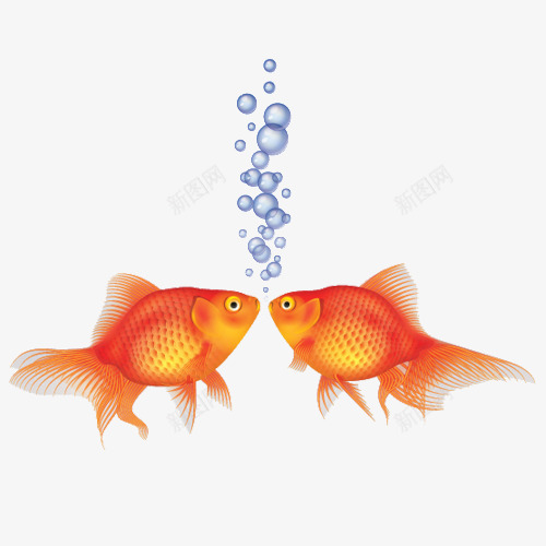 两条金鱼吐泡泡psd免抠素材_新图网 https://ixintu.com 动物 吐泡泡 观赏 金鱼 鱼类