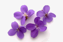 单调紫罗兰花瓣高清图片