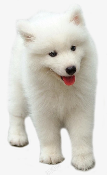 白色的小狗狗萨摩耶png免抠素材_新图网 https://ixintu.com 白色 宠物狗 白色狗 可爱 小狗狗 萨摩耶 