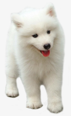白色小狗狗白色的小狗狗萨摩耶高清图片