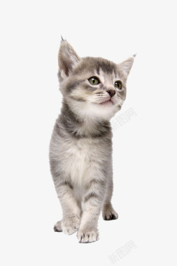 野鸭幼崽一只小猫高清图片