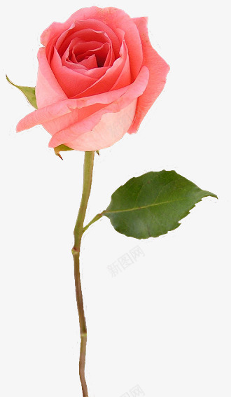 一枝粉色玫瑰花png免抠素材_新图网 https://ixintu.com 一枝 爱情 玫瑰花 粉色 鲜花
