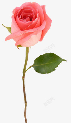一枝粉色玫瑰花素材