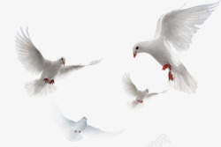 和平的象征白鸽两会和平象征高清图片