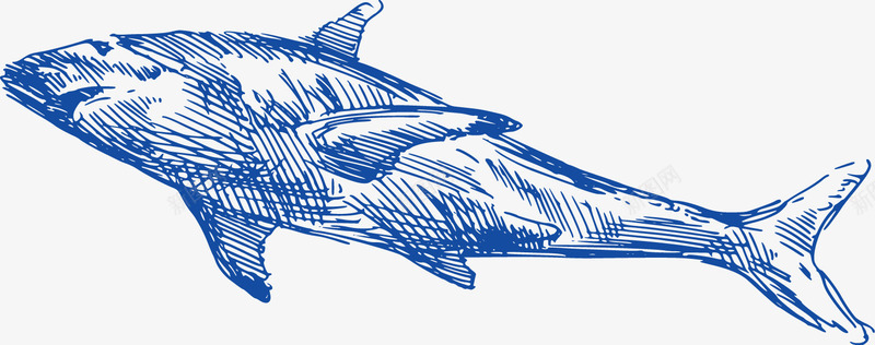 手绘鲸鱼矢量图ai免抠素材_新图网 https://ixintu.com 帆船 手绘 木船 海洋 海洋生物 矢量图 素描鲸鱼 舵 轮船 锚 鲸鱼