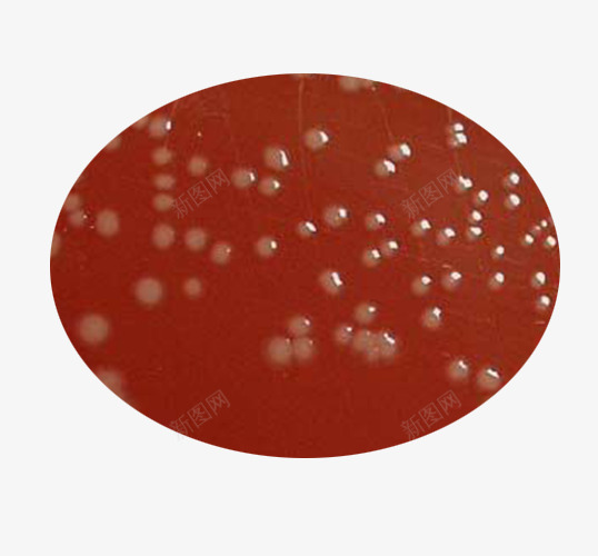 球菌png免抠素材_新图网 https://ixintu.com 实验室实物 微生物 球菌