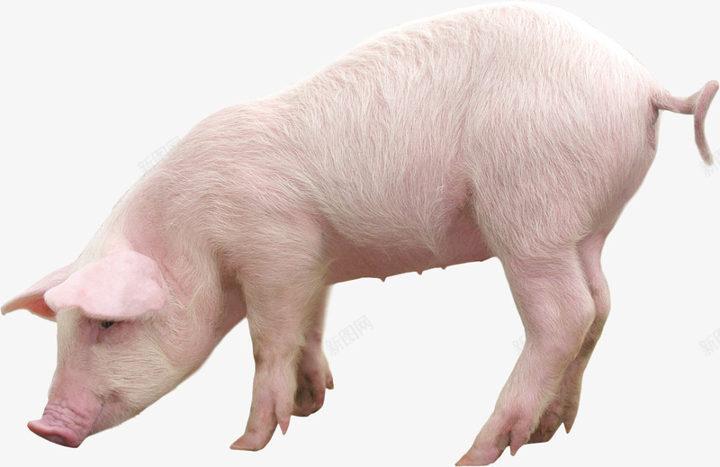 可爱的小猪png免抠素材_新图网 https://ixintu.com 养殖户 养猪 养猪类型 动物 可爱 实物小猪 小猪 猪场 粉色的小猪猪