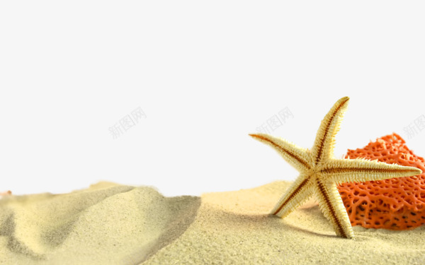 沙滩海星珊瑚png免抠素材_新图网 https://ixintu.com 沙滩 海星 海滩 珊瑚 黄色