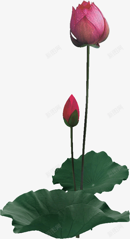 荷叶花苞png免抠素材_新图网 https://ixintu.com png素材 素材 花苞 荷叶