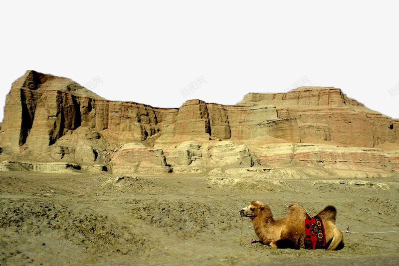 戈壁的骆驼png免抠素材_新图网 https://ixintu.com 塔里木 塔里木盆地 戈壁 戈壁带 摄影 盆地 风景 骆驼
