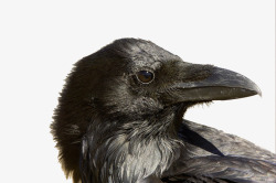 黑色的鸟头乌鸦高清图片