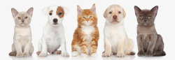 毛茸茸的动物王国宠物猫咪与狗高清图片