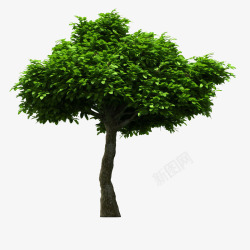 天然植物真藤绿色环保大树高清图片