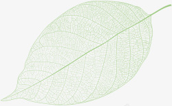 手绘绿植分割线一片绿色的树叶植物高清图片