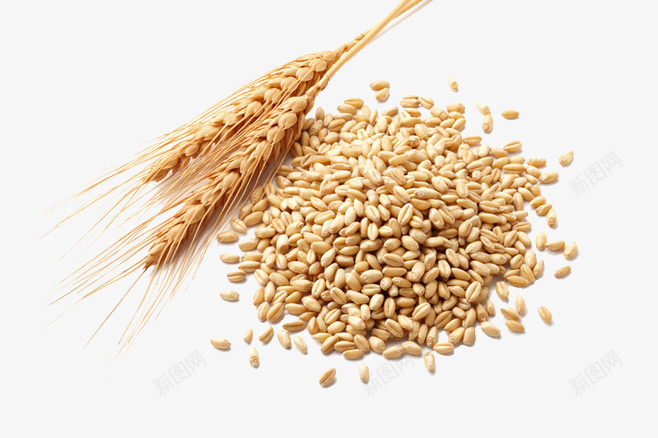 小麦png免抠素材_新图网 https://ixintu.com 农作物 稻谷 粮食 脱皮小麦 面粉 麦子 麦穗 麦粒