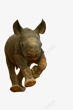 犀牛奔跑奔跑的犀牛高清图片
