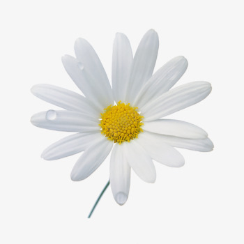 白色单支小雏菊png免抠素材_新图网 https://ixintu.com daisy 产品实物 白色花朵 装饰品 鲜花