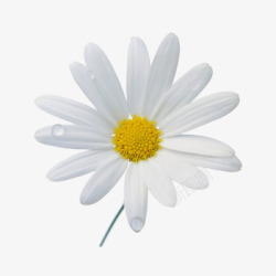 小装饰品白色单支小雏菊高清图片