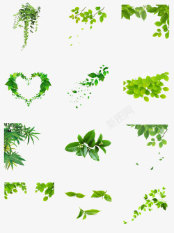 元素多种通用节日绿色真实树叶高清图片