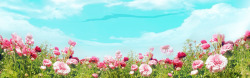 草原和花朵花海高清图片