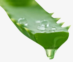 绿色植物水正在滴落的芦荟汁高清图片