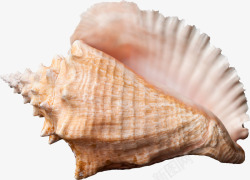 美丽的贝壳美丽的贝壳高清图片
