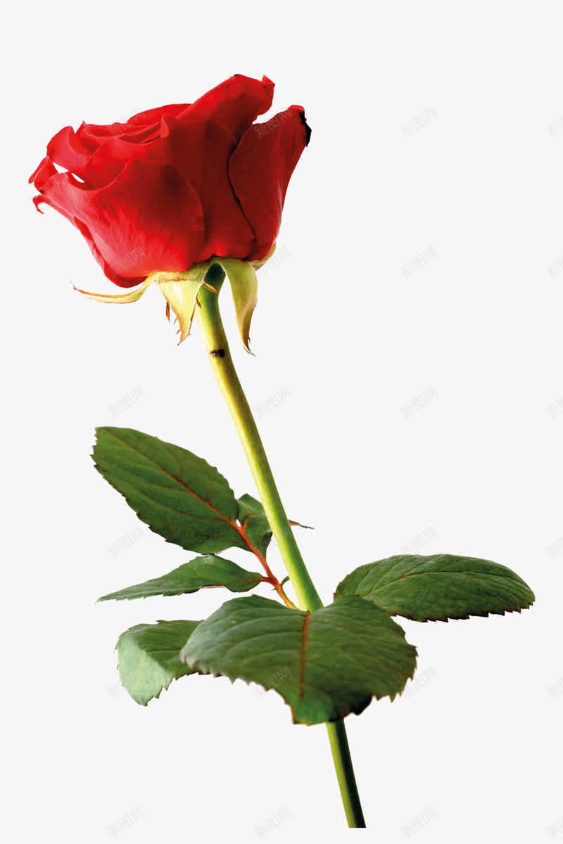 一只玫瑰鲜花png免抠素材_新图网 https://ixintu.com 植物 紫红色 红玫瑰 花朵 花瓣 鲜花