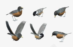 吃动物正在啄食的小鸟高清图片