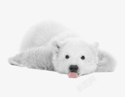 毛皮北极熊高清图片