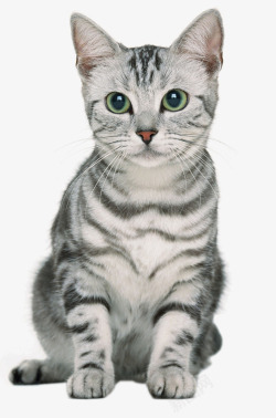 灰打底衫坐着的灰猫咪高清图片