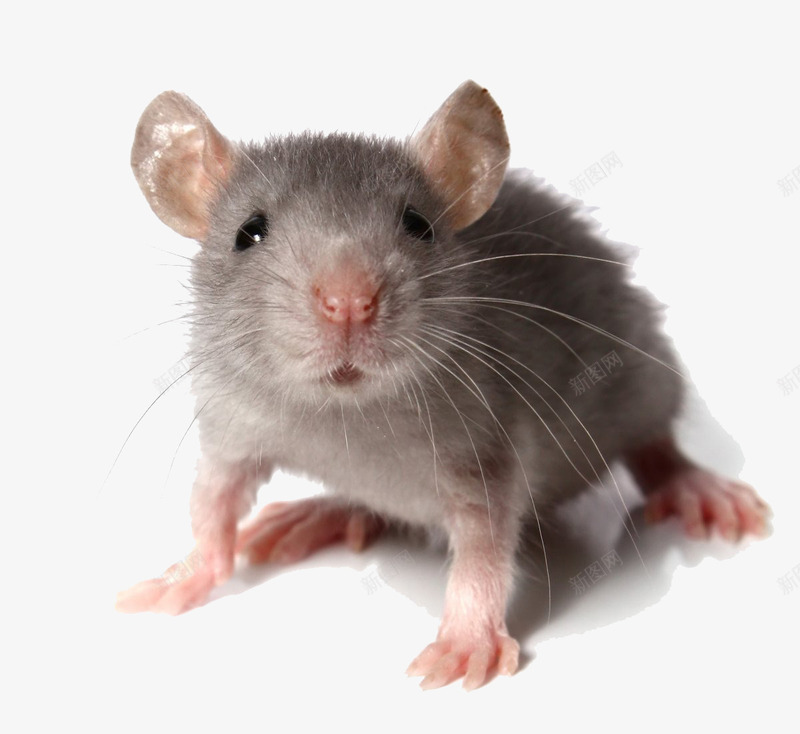 一只小老鼠png免抠素材_新图网 https://ixintu.com 仓鼠 动物 小老鼠 老鼠
