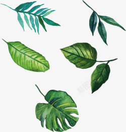 鲜亮水彩热带植物手绘树叶高清图片