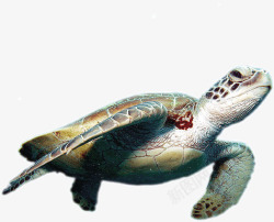 海龟乌龟水产素材