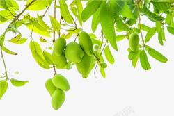 芒果树装饰绿色小清新现代高清图片