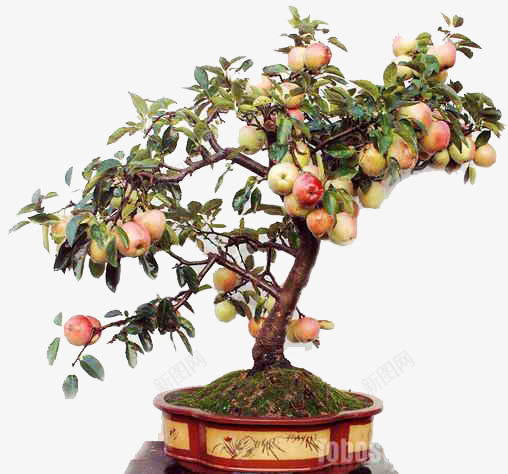 一盘果树png免抠素材_新图网 https://ixintu.com 丰收 果树 盆栽 苹果 苹果树