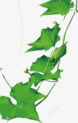 丝瓜绿叶丝瓜的藤矢量图高清图片