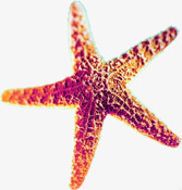 摄影沙滩海星png免抠素材_新图网 https://ixintu.com 摄影 沙滩 海星 设计