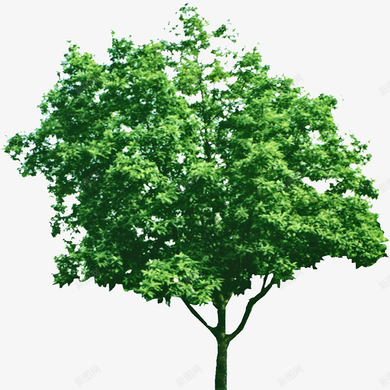 绿色的树透明背景png免抠素材_新图网 https://ixintu.com PNG免抠 绿色的树 透明背景