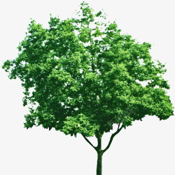 绿色的树透明背景素材
