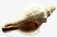 卡通沙滩贝壳海螺效果素材