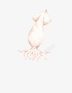 动画海鲜可爱的小鱿鱼高清图片