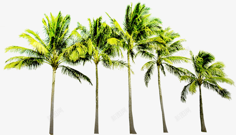 插画树木植物沙滩风景png免抠素材_新图网 https://ixintu.com 插画 树木 植物 沙滩 风景