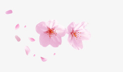 粉色桃花朵朵素材
